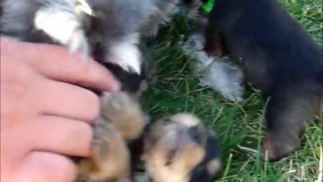 Puppies First Outdoor Adventure смотреть онлайн