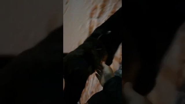 ?РЕПОСТ? смотреть онлайн