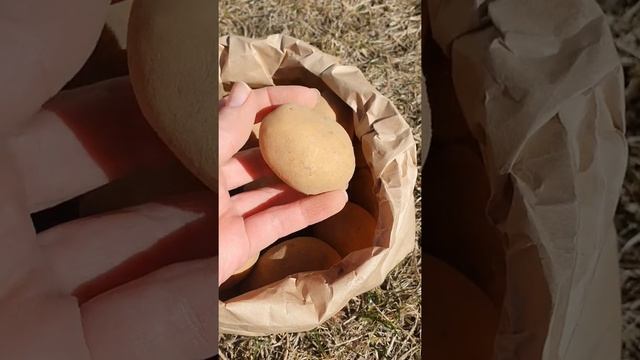 Картофель Вега семенной смотреть онлайн