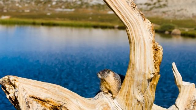 [Yosemite And Sierra Nevada] Photo Gallery Of Yosemite National Park And Sierra Nevada Mountains