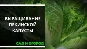 Пекинская капуста. Выращивание и уход