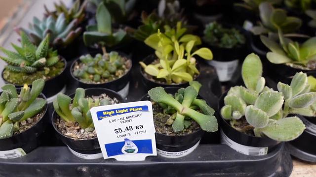 SPRING PLANT SHOPPING AT LOWE'S I BIG BOX PLANT TOUR смотреть онлайн