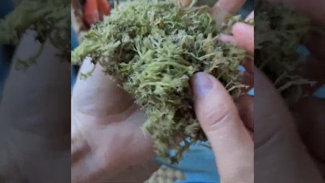 Готовим чипсы из лишайника (ягель). Это очень вкусно! смотреть онлайн