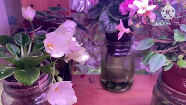 Обзор стеллажа с фиалками в конце июня 2023. смотреть онлайн