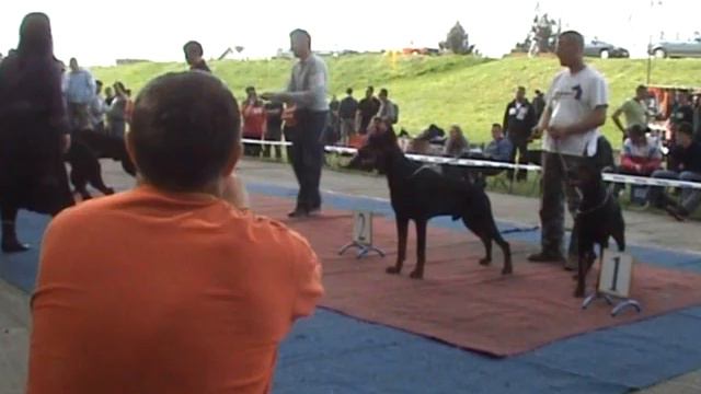 2.Dobermann Show Backa Palanka, Serbia - Pairs смотреть онлайн