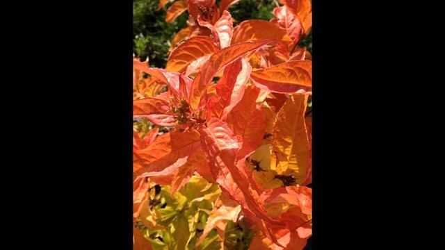 ДИЕРВИЛЛА (DIERVILLA) сем. Жимолостные смотреть онлайн