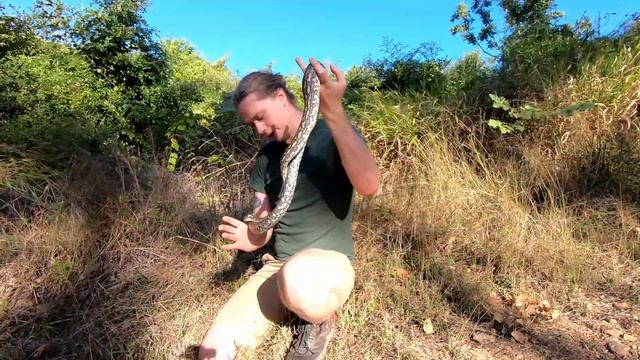 Carpet Python (Morelia spilota) смотреть онлайн