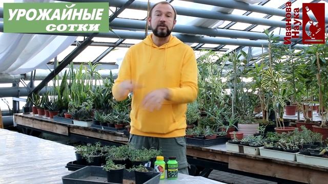 Вам точно понравится! Легкий способ получить компактную рассаду в песке, а еще защититься от засухи смотреть онлайн