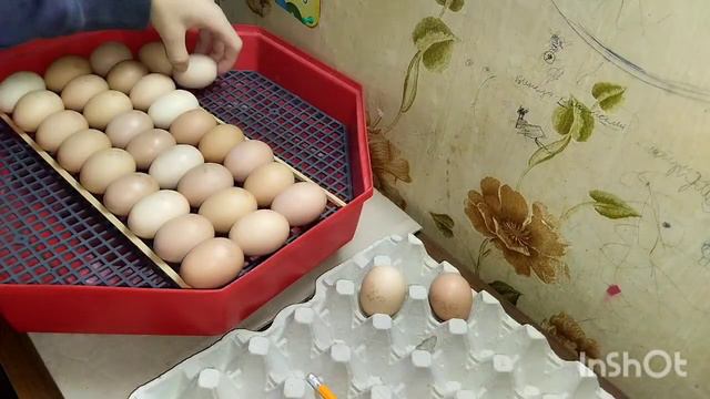 Закладка яиц в инкубатор! #инкубатор #закладкаяиц смотреть онлайн