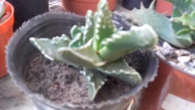 FAUCARIA TIGRINA/ BOCA DE TIGRE смотреть онлайн