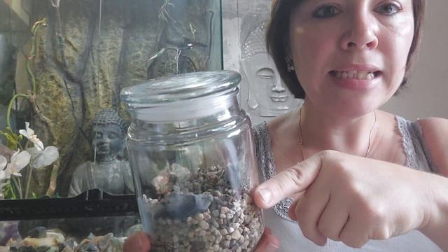 Alocasia silber dragon variegata Rhizome cutting Babyplant смотреть онлайн