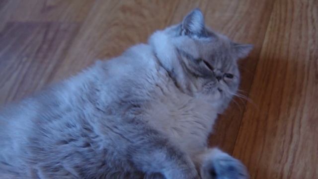 Кот ИОСИФ - тест видео PENTAX K5 смотреть онлайн