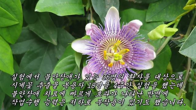 꽃 한송이만 달여 먹어도 불면증과 우울증, 불안장애, 고혈압, 극심한 통증을 없애주는 놀라운 약용식물 смотреть онлайн