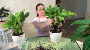 №8. Спатифиллум. Уход. Полив и пересадка.