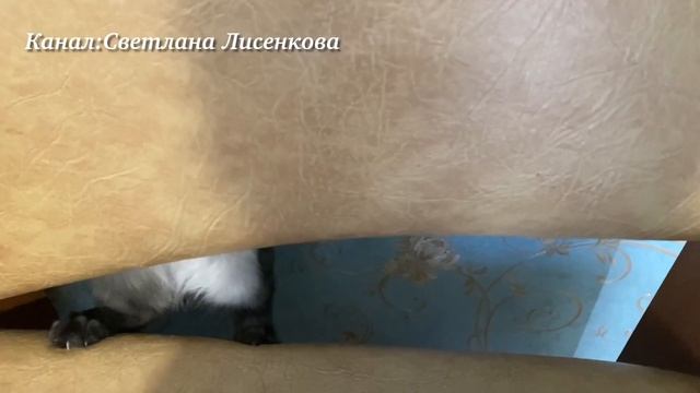 Котёнок Лохматик во всей красе?! смотреть онлайн