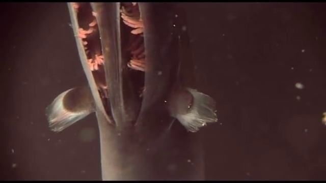 Eel with mouth like a pelican смотреть онлайн