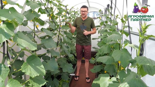 ПОЧЕМУ ЖЕЛТЕЮТ ЗАВЯЗИ ОГУРЦОВ смотреть онлайн