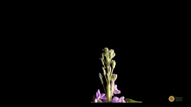 ИНТЕРЕСНО О ЦВЕТАХ: 5 необычных цветов, о которых вы не знали!