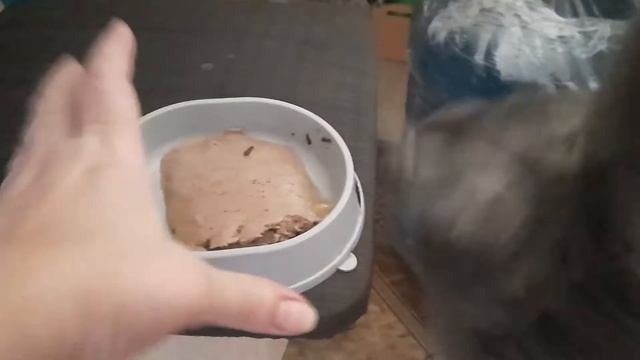 СОциальный эксперимент. Смотреть Всем. Собачий корм для кошек. Шок