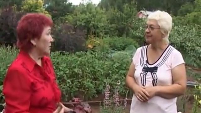 Дачные советы 18.07.2014 смотреть онлайн