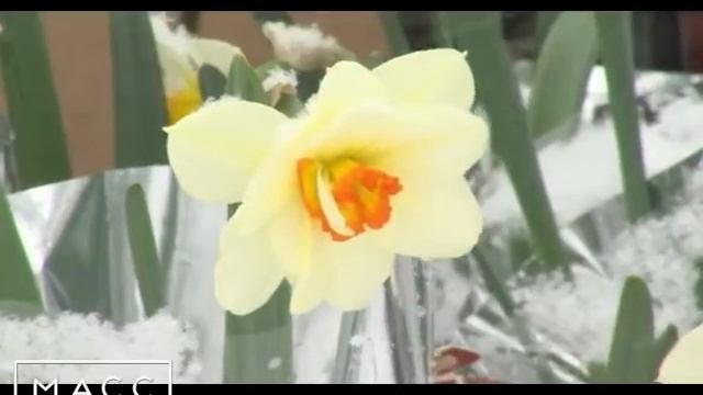 ЖИТЕЛИ ПЕТРОПАВЛОВСКА ГОТОВЯТСЯ К 8 МАРТА