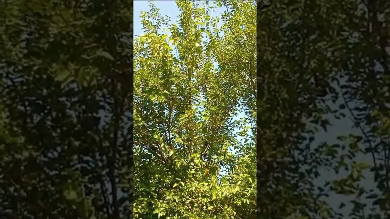 Лучший донской хор с июльскими концертами в станицах И за бесплатно#shorts #shortvideo #short смотреть онлайн