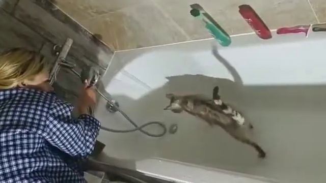 Киска играет с водой. #бенгал