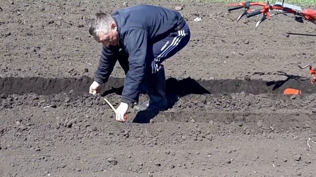 ??Посадка КАРТОШКИ под Мотоблок с удобрением / Planting POTATOES under a walk-behind fertilizer смотреть онлайн