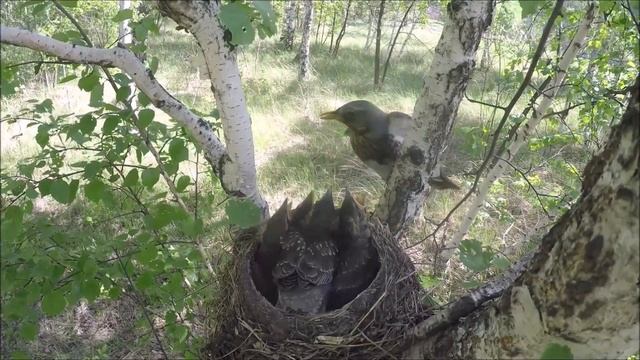 ДРОЗД кормит. Птенец ДРОЗДА покидает гнездо на камеру. смотреть онлайн