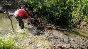 Разбираю плотину бобров, проверил глубину НОРЫ. ДЕНЬ ТРЕТИЙ, плотина дальняя.