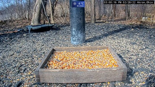 Кот идёт мимо кормушки для птиц и животных.THE HUNTER CAT. смотреть онлайн