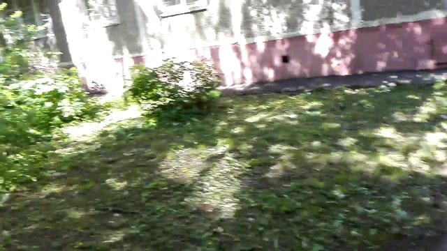 Луговой газон подстрижен как партерный в Подольске смотреть онлайн