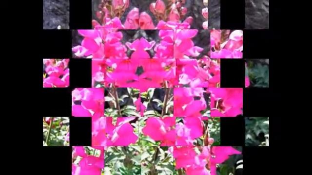 Антирринум большой (львиный зев)-Любимые цветы и растения смотреть онлайн