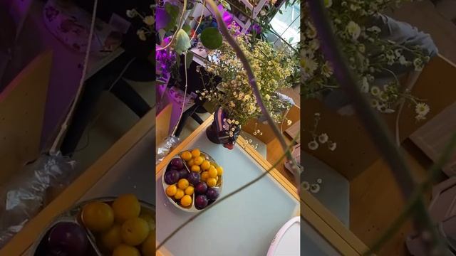 Расцвёл керрии сплеш. Первое цветение. Хойя Керрии сплеш( Hoya Kerrii Splash) смотреть онлайн