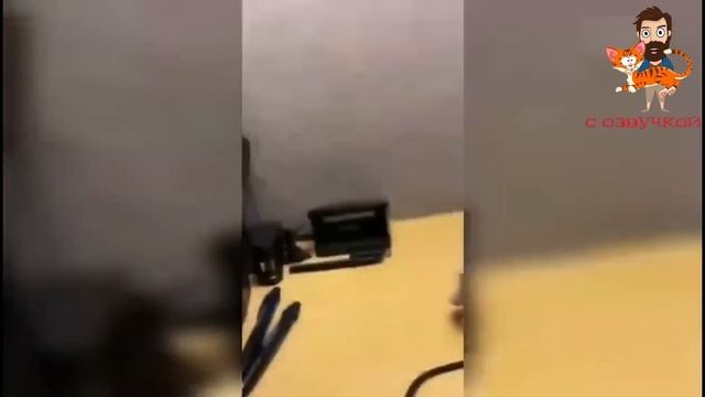 Приколы с котами с озвучкой! Смешные коты! Смешные животные 2023! funny animals! смотреть онлайн