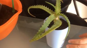 Посадка АЛОЭ. Что обязательно нужно знать при посадке и выращивании Алоэ. Aloe Vera