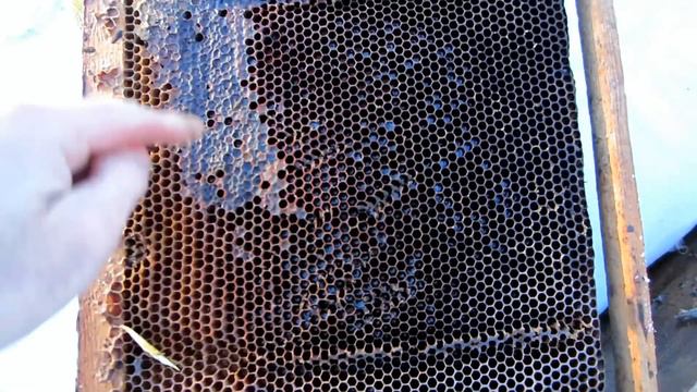 Пчеловодство. Проверка слабышей. Анализирую ситуацию. Подлаживаю рамку мёда семейке. смотреть онлайн