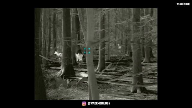 Anblick mit dem Infiray Finder FL35R Wärmebild-Handgerät ? смотреть онлайн