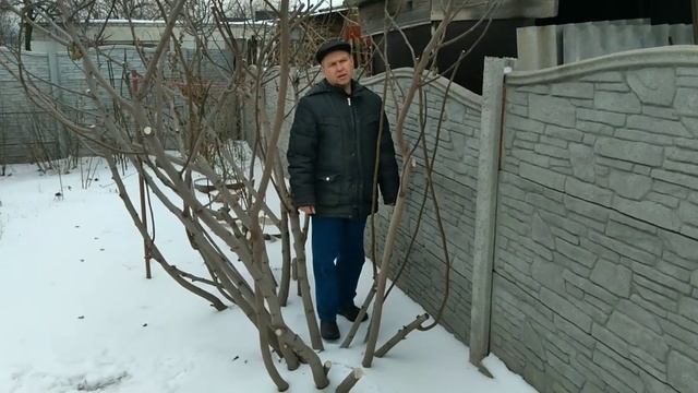 Инжир.Обрезка.Эксперимент зимовки без укрытия смотреть онлайн