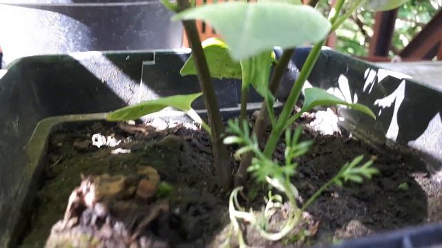 ЧЕРЕНКУЕМ сирень + РЕЗУЛЬТАТ + ещё один сорт сирени в моём саду!!! смотреть онлайн