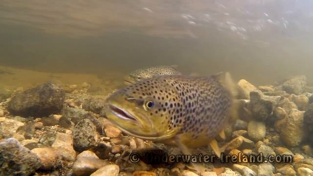 Brown trout mating spawning shedding/ lying eggs in wild underwater. Нерест форели подводная съёмка смотреть онлайн