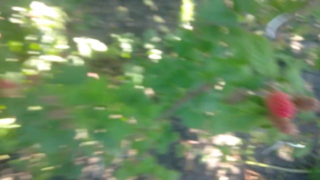 Тайберрі та ожина ранніх сортів на 16.06 смотреть онлайн