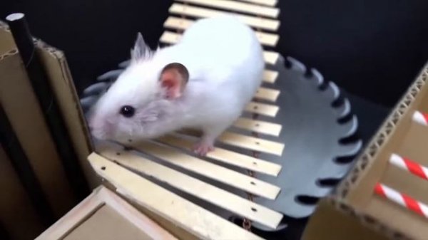 Hamster Escapes the Awesome Maze for Pets in real life ? The Best Hamster Challenges