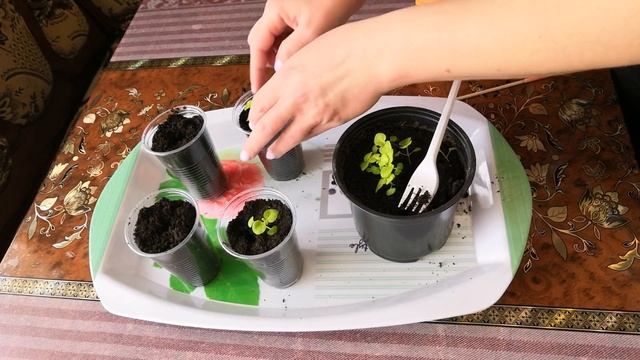 Пикировка колеуса. смотреть онлайн