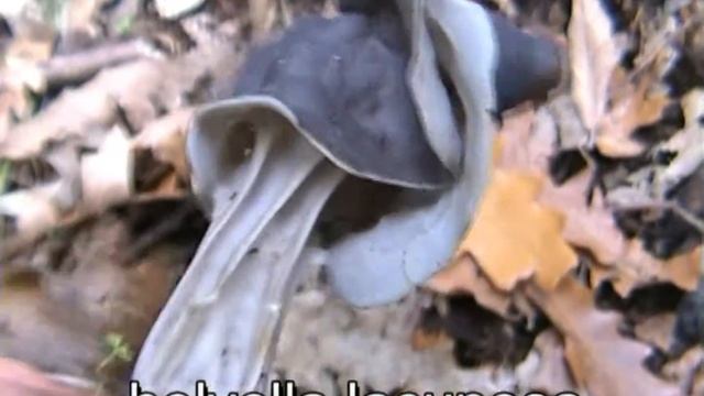 helvella_lacunosa.mpeg смотреть онлайн