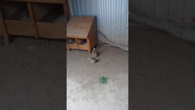 Куропатки смотреть онлайн