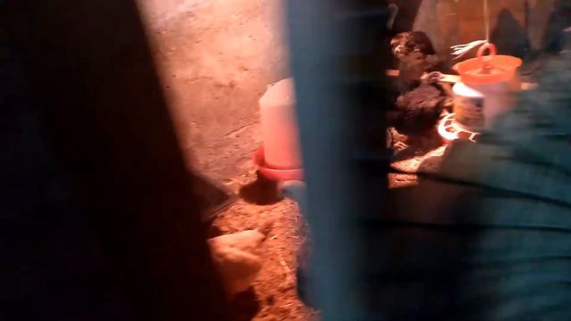 А вот и наши наседки смотреть онлайн