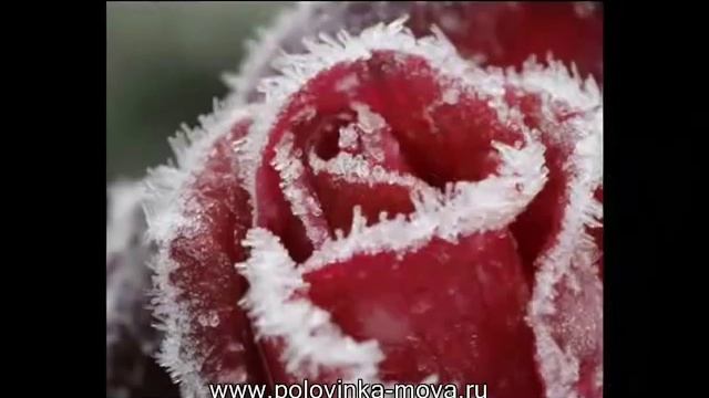 Теща любимая, с Днем рождения! смотреть онлайн