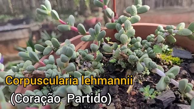 SUCULENTAS IDENTIFICADAS PARTE 2 смотреть онлайн