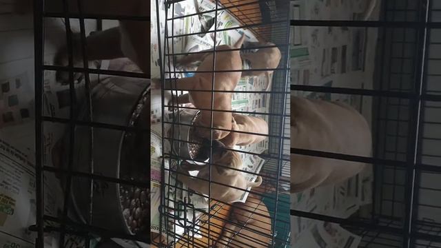 first time having kibble one month old yesterday ? KASH IZ KING ? смотреть онлайн